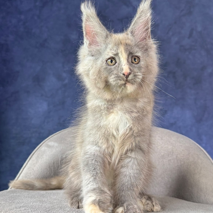 Siri Maine Coon female, blue tortie silver