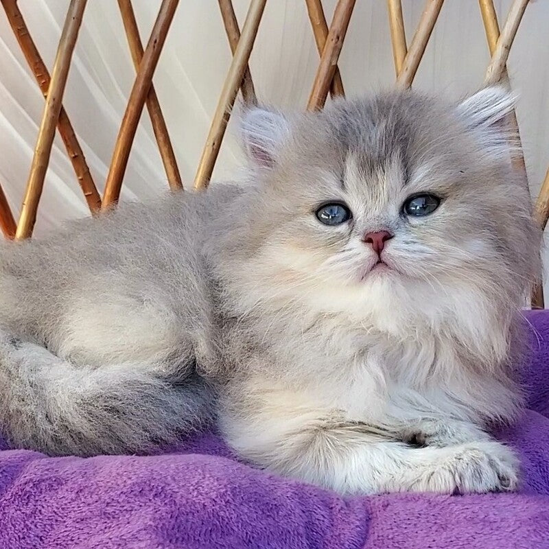 Zlata British Longhair female blue golden ticked tabby - live animals