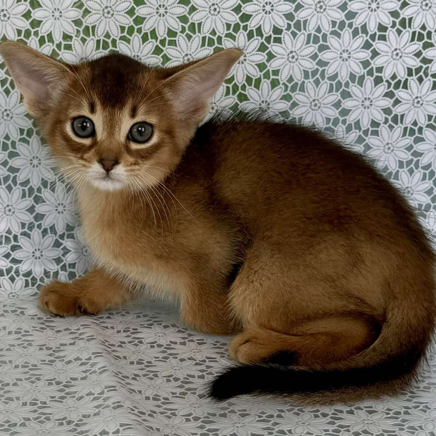 Hrizantema Abyssinian female, ruddy