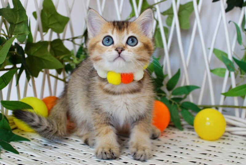 Indigo British Shorthair male, black golden ticked tabby