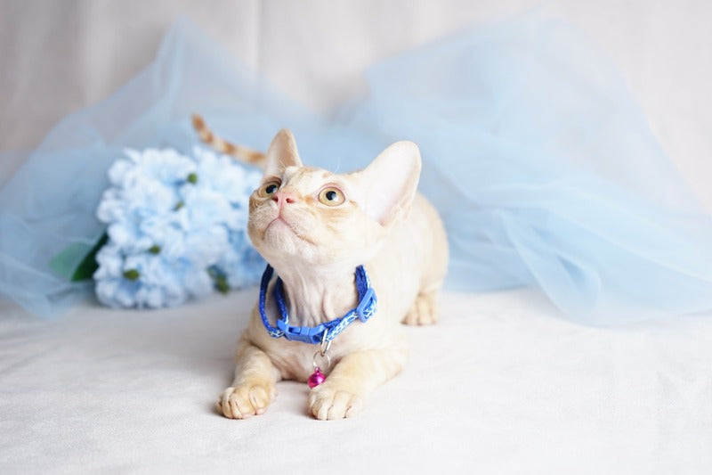 Leo Devon Rex male red - live animals
