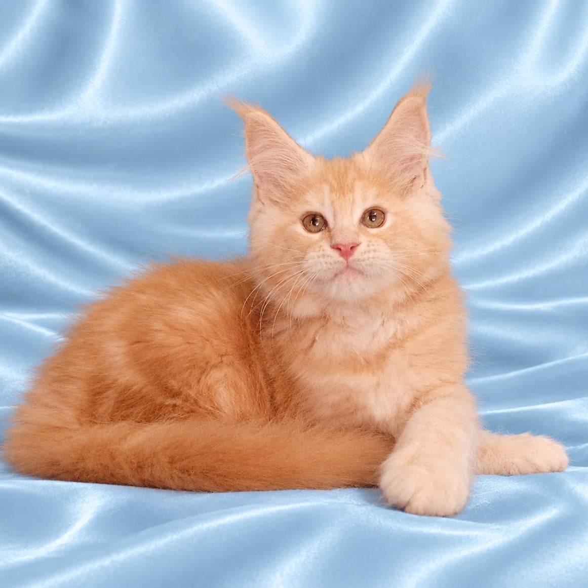 Zefir Maine Coon male, red silver tabby