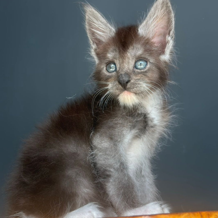 Fox Maine Coon male, black silver bicolour