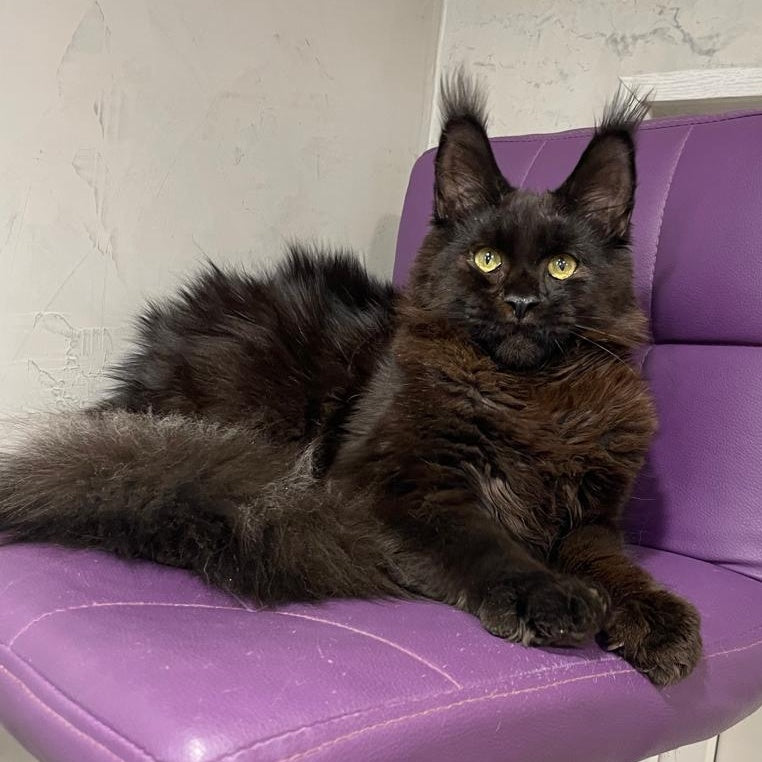 Petrovich Maine Coon male, black