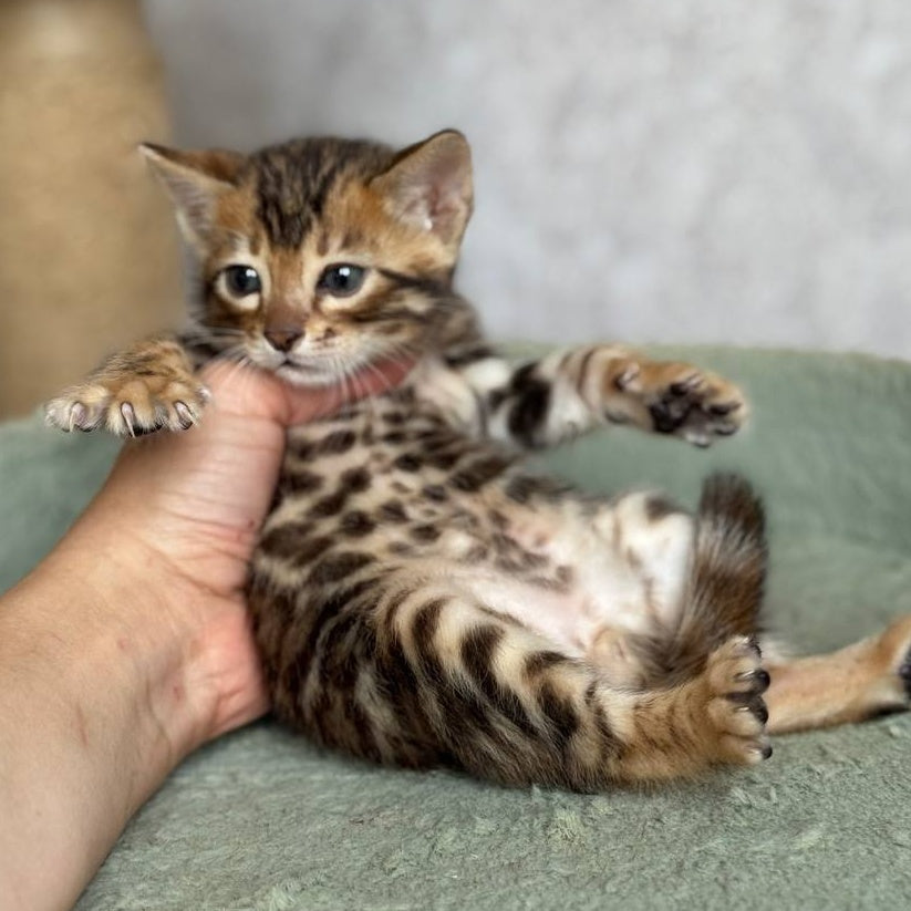 Edison Bengal male, black spotted tabby