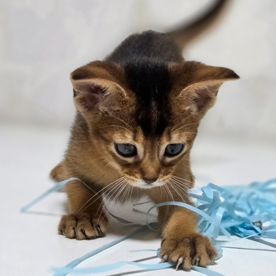Lora Abyssinian female, black