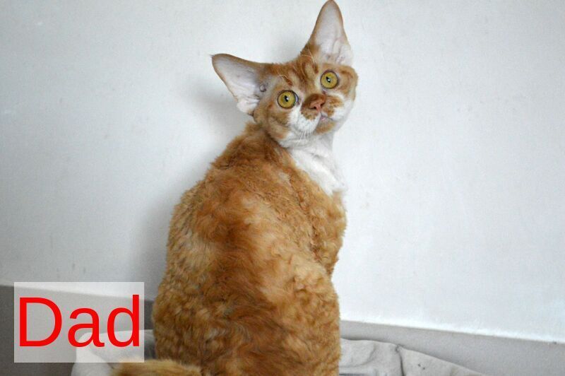 Dave Devon Rex male red bicolour live animals