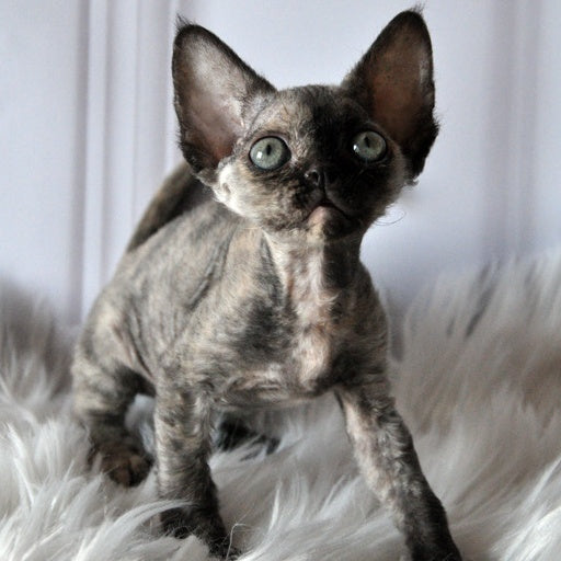 Nonna Devon Rex female, black tortie