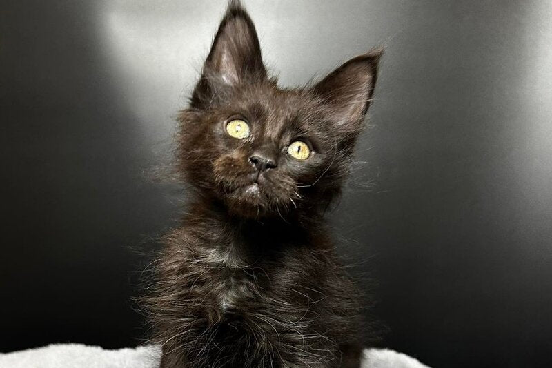 Boston Maine Coon male black - live animals