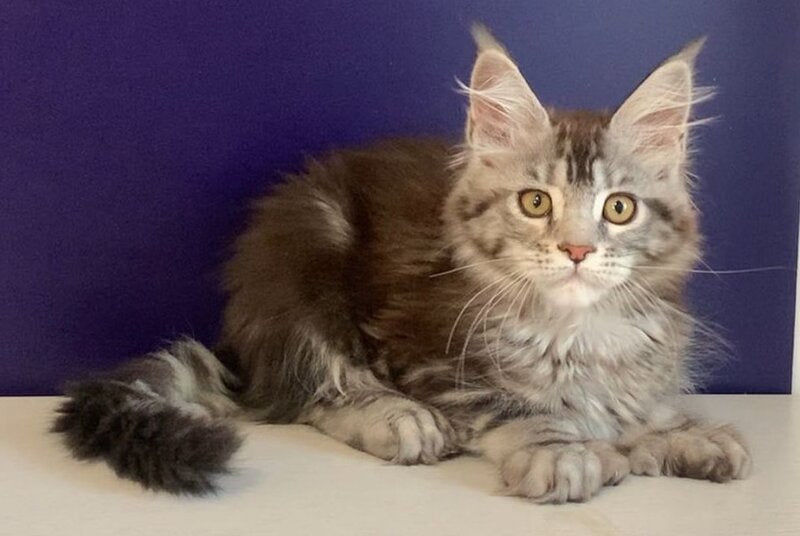 Oregona Maine Coon polydactyl female, black silver tabby