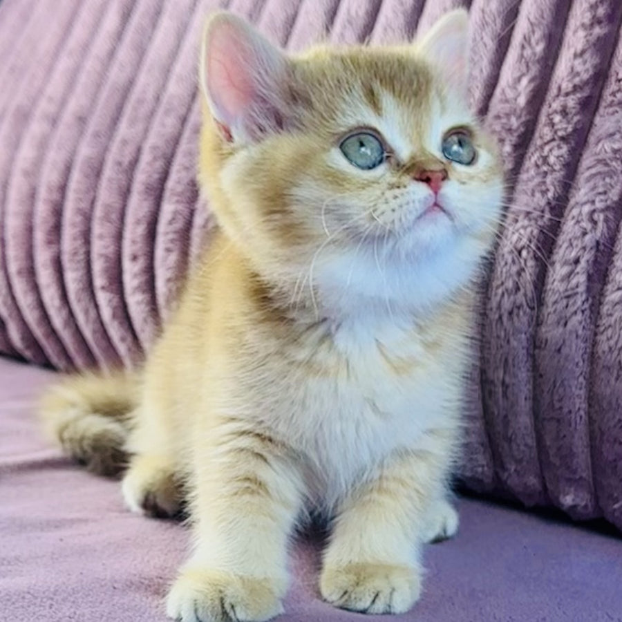 Golden Rose British Shorthair female, cinnamon golden shaded