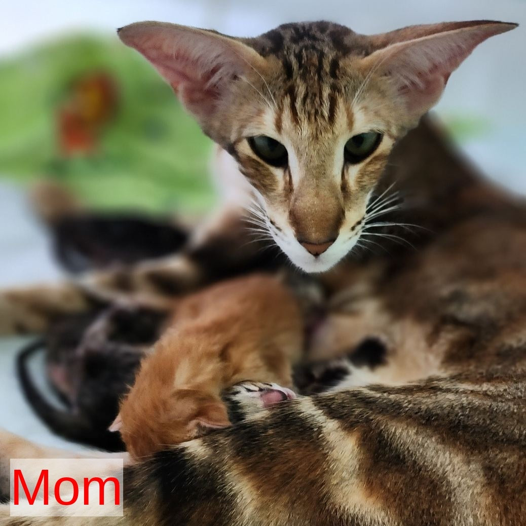 Azur Oriental Shorthair male, black spotted tabby