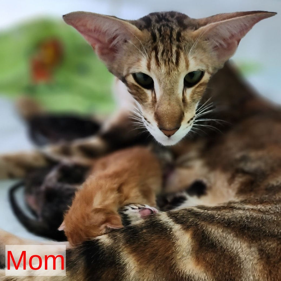 Azur Oriental Shorthair male, black spotted tabby
