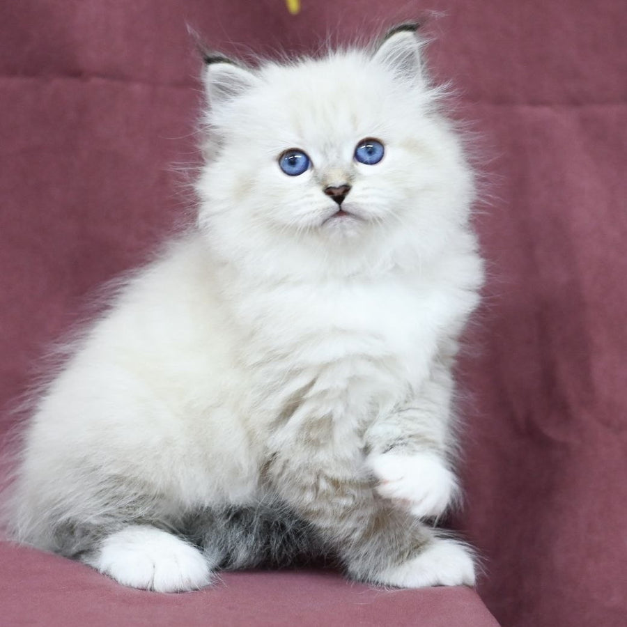 Magnat Siberian male, black tabby pointed with white