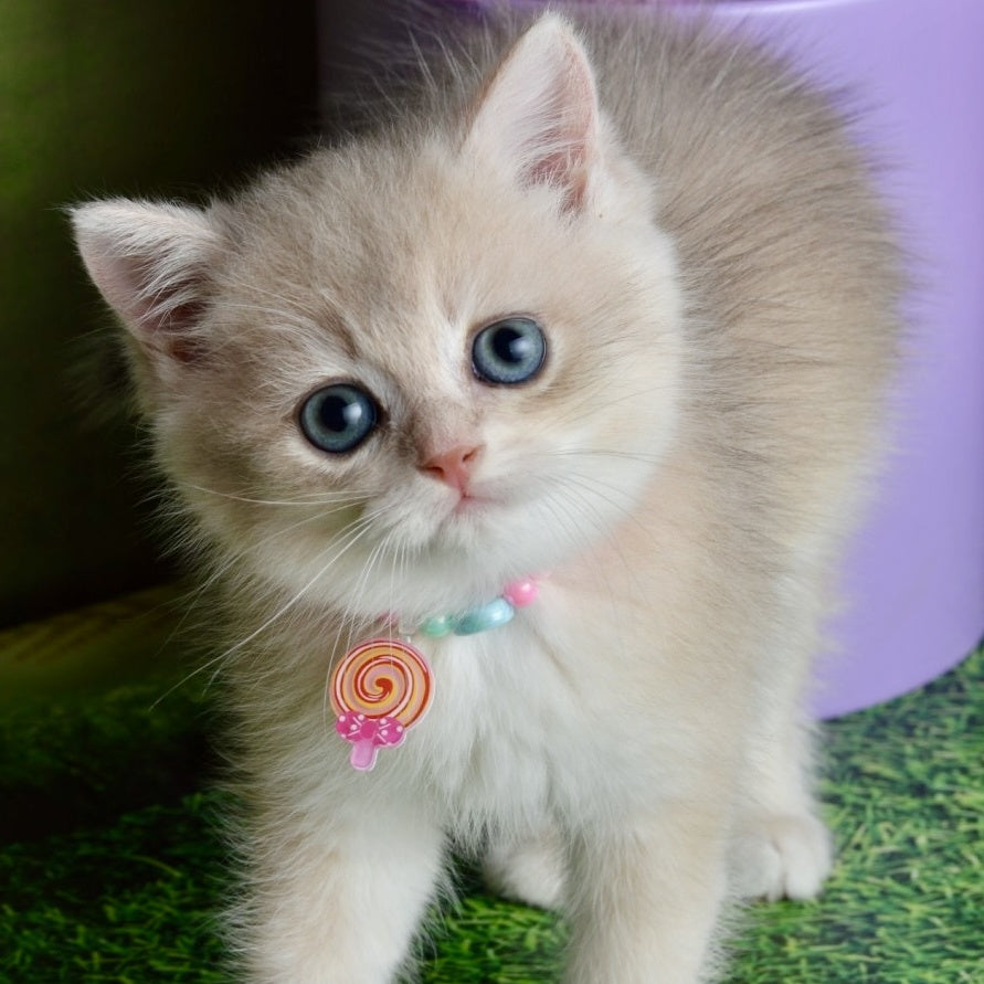 Una British Shorthair female, blue golden shaded