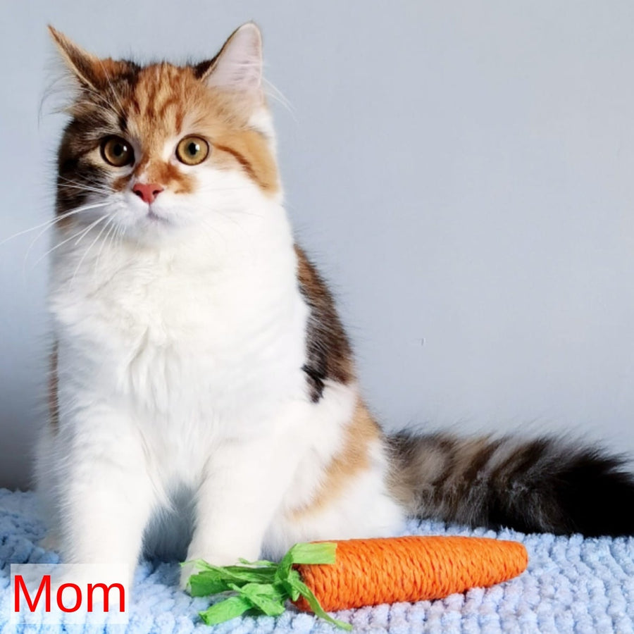Ponchik Siberian male, red harlequin spotted tabby