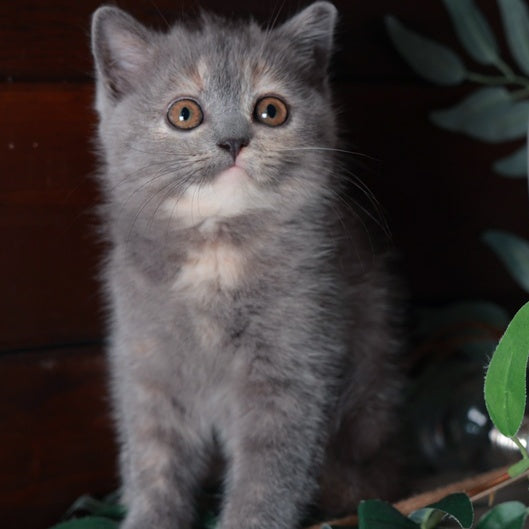 Aivi British Shorthair female, blue tortie