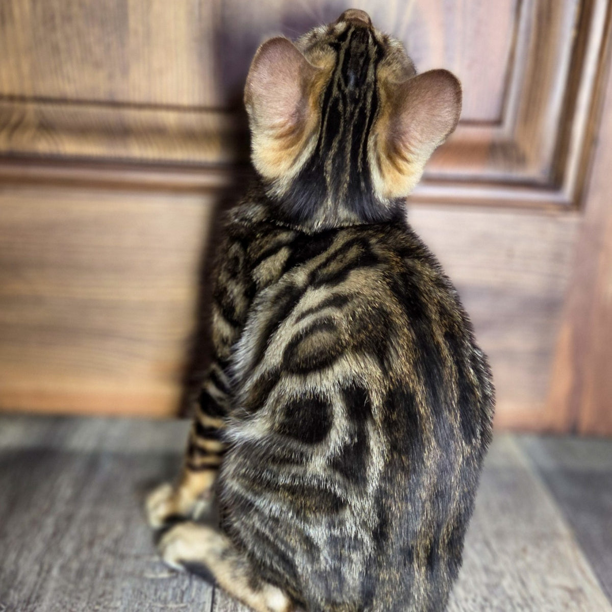 Madison Bengal male, black spotted tabby