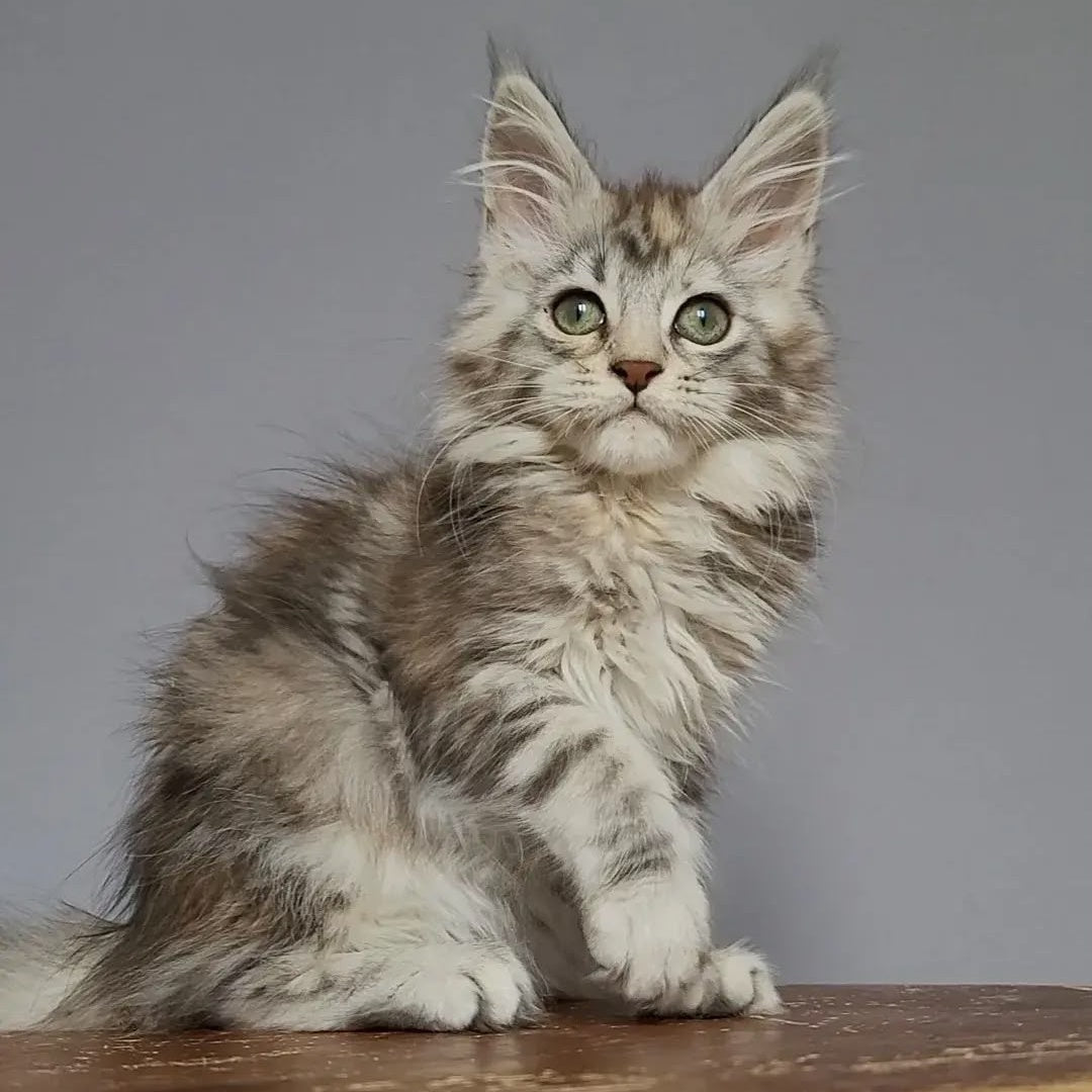 Hizar Maine Coon female, black tortie silver tabby