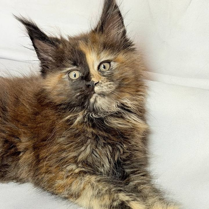Magnolia Maine Coon female, black tortie