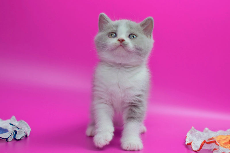 Quper British Shorthair male, lilac bicolour