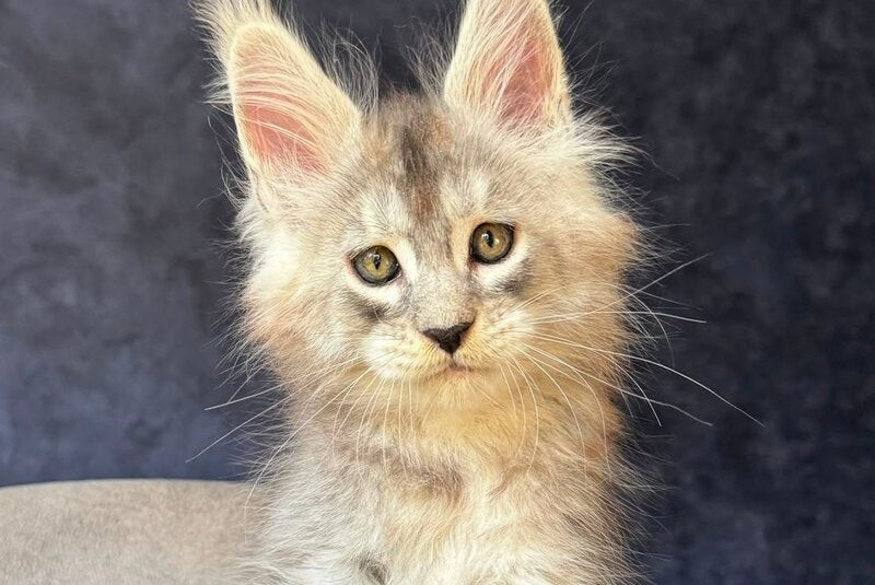 Igmoo Kipper Maine Coon male, black silver ticked tabby