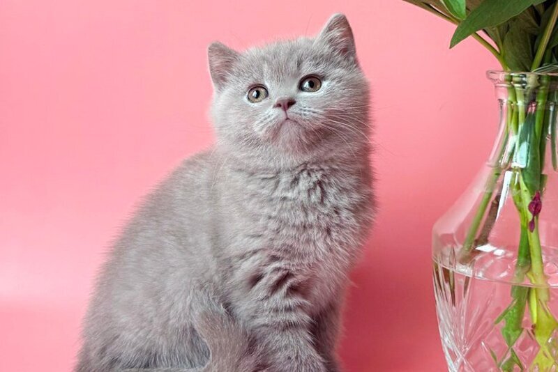 Lorenzo British Shorthair male, lilac