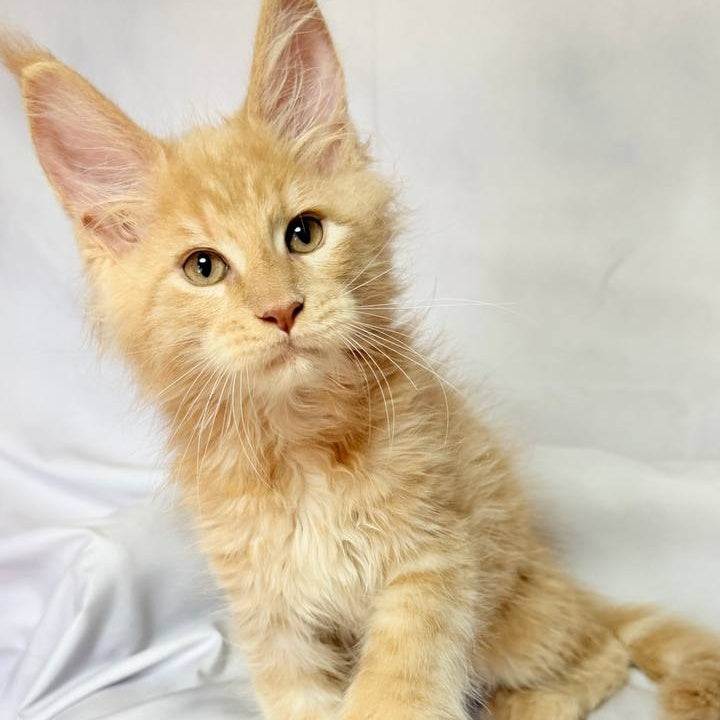 Lazarus Maine Coon polydactyl 6x6x6x6 male, cream silver tabby