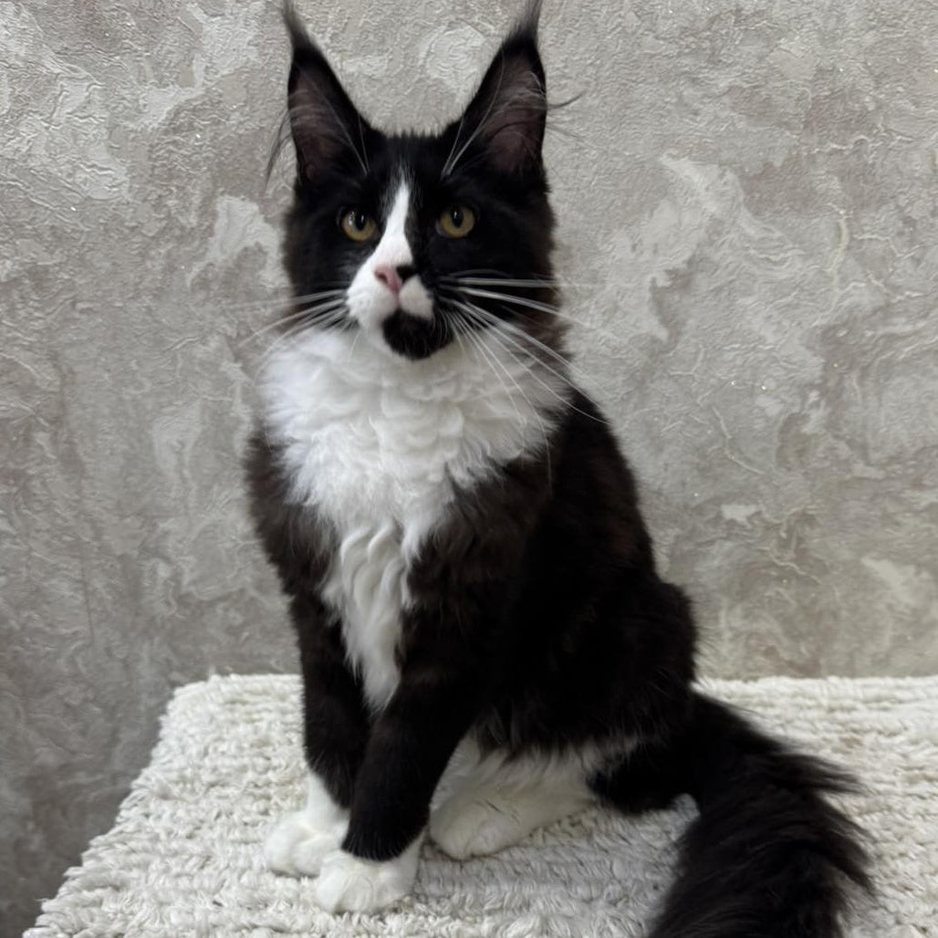 Sandra Maine Coon female, black silver bicolour