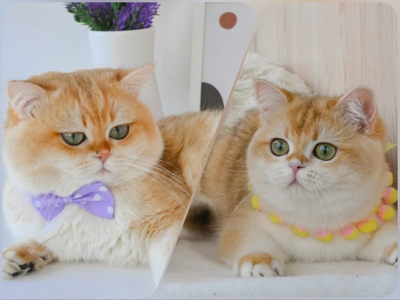 Chester British Shorthair male black golden ticked tabby - live animals