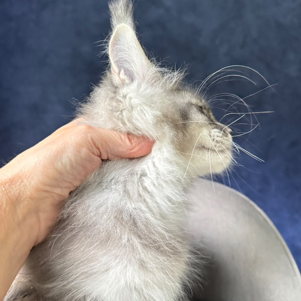 Henrietta Maine Coon female, blue silver ticked tabby