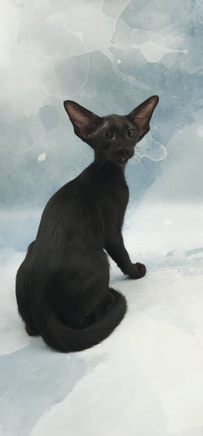 Otto Oriental Shorthair male, black