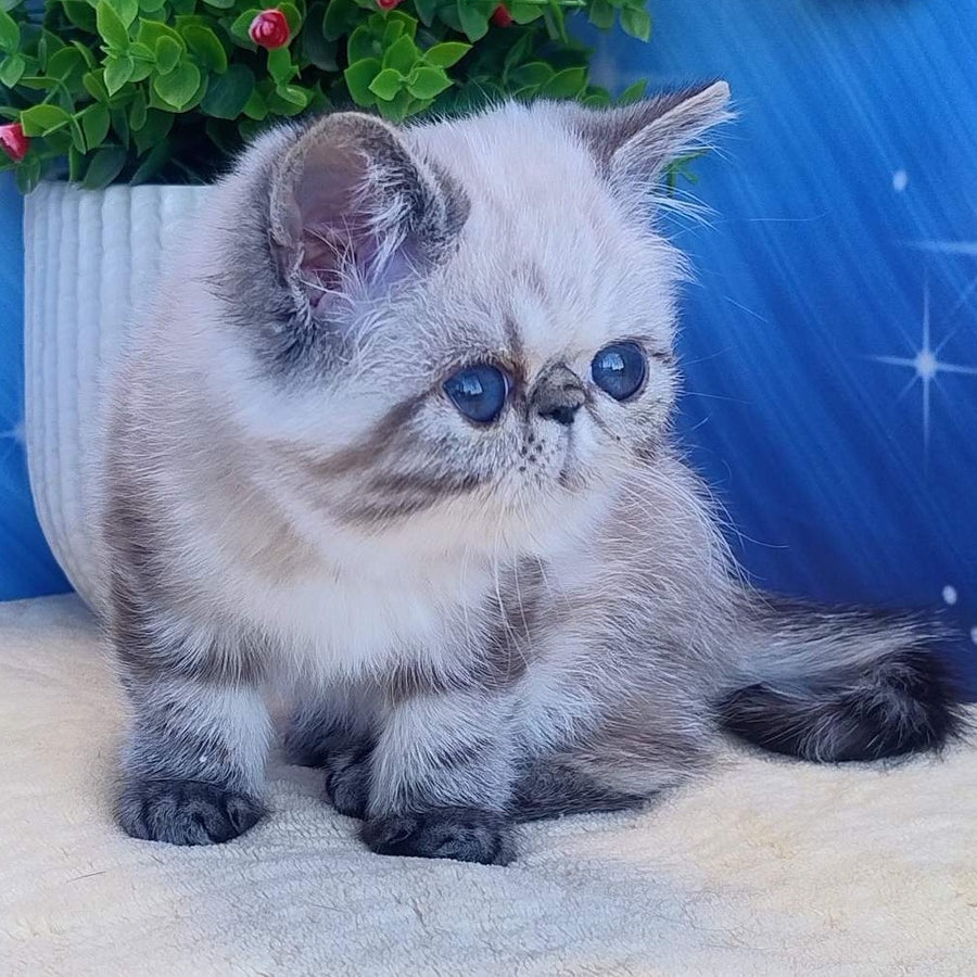 Hloe Exotic female, black tabby pointed