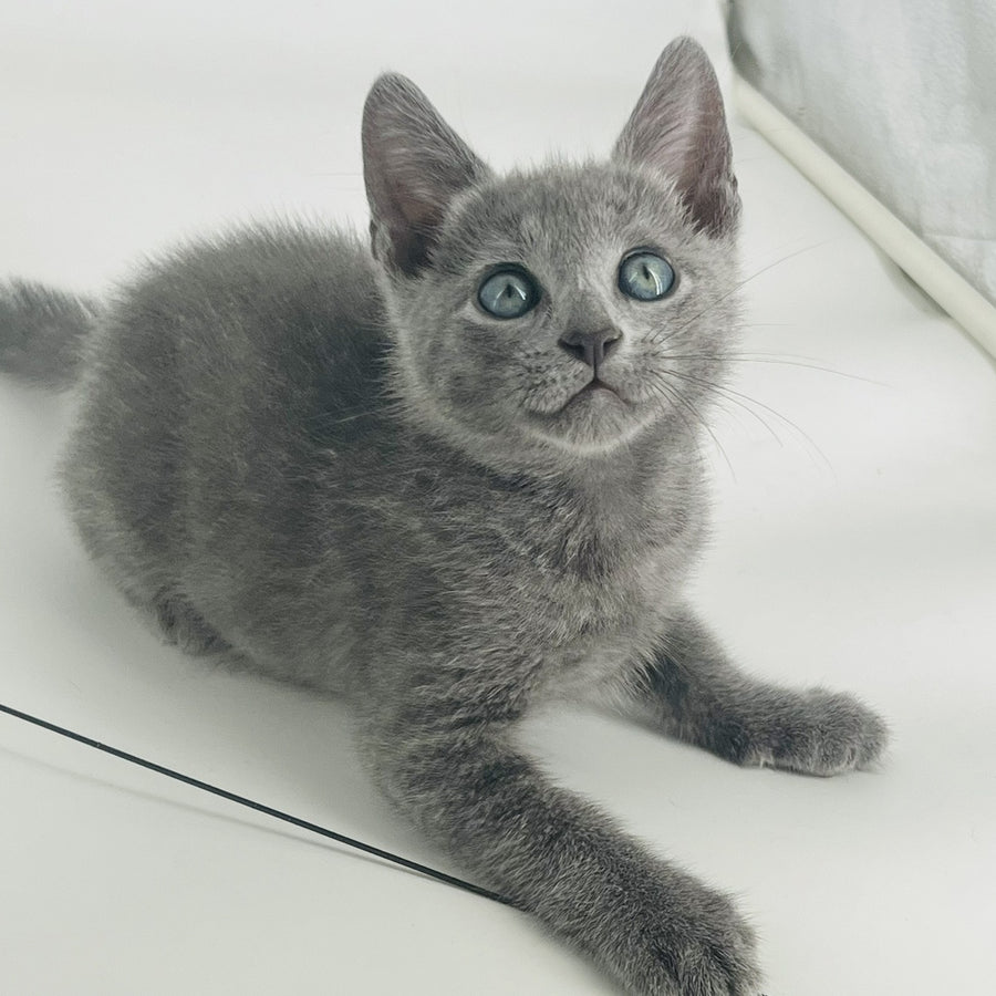 Aron Russian Blue male, blue