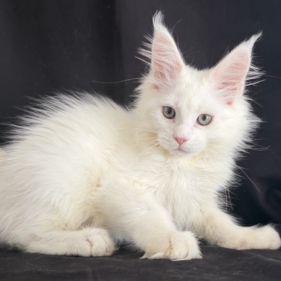 Baron Maine Coon male, white