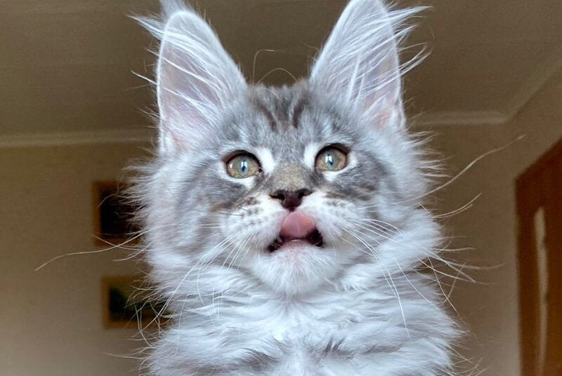 Efim Maine Coon male, blue silver tabby