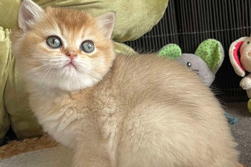 Wishenka British Shorthair female black golden ticked tabby - live animals