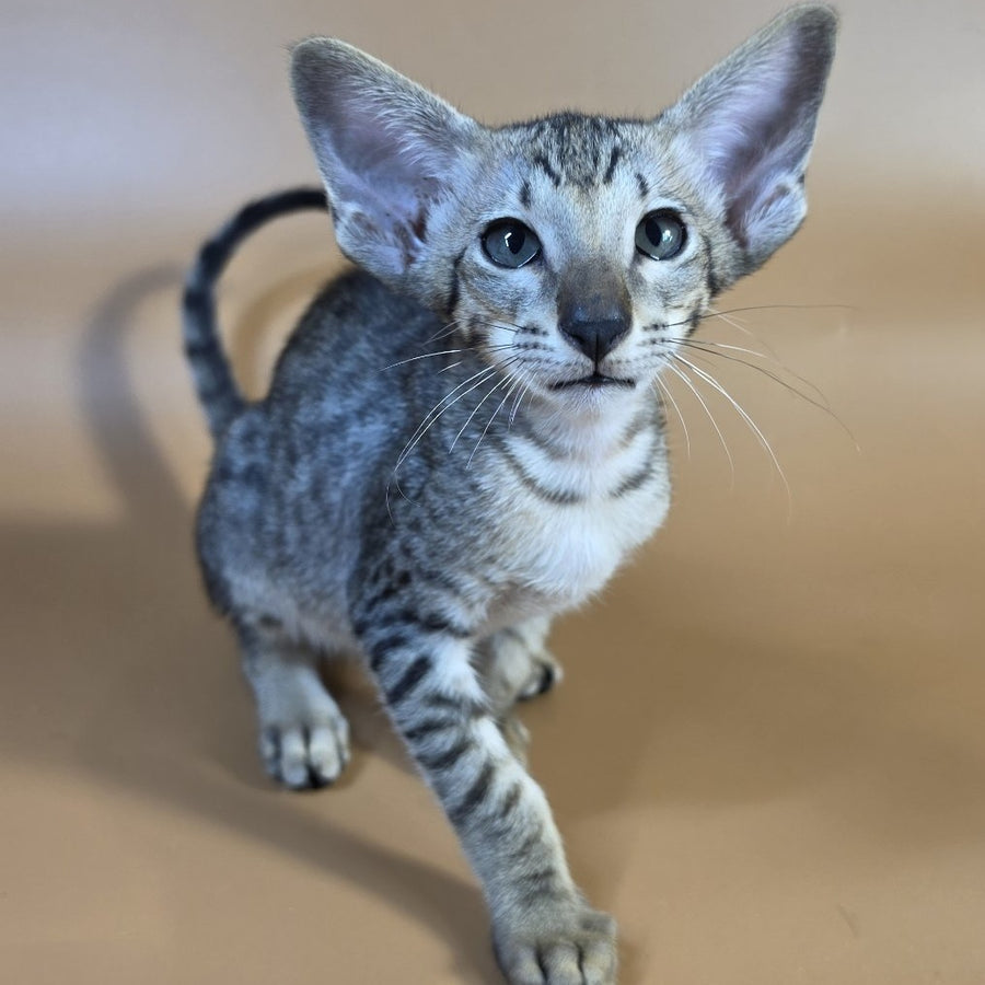 Yorick Oriental Shorthair male, black spotted tabby