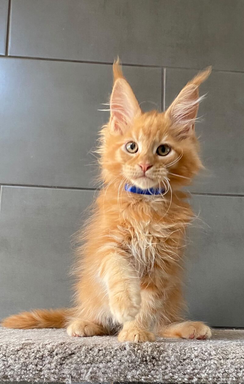 Winnipeg Maine Coon male, red tabby
