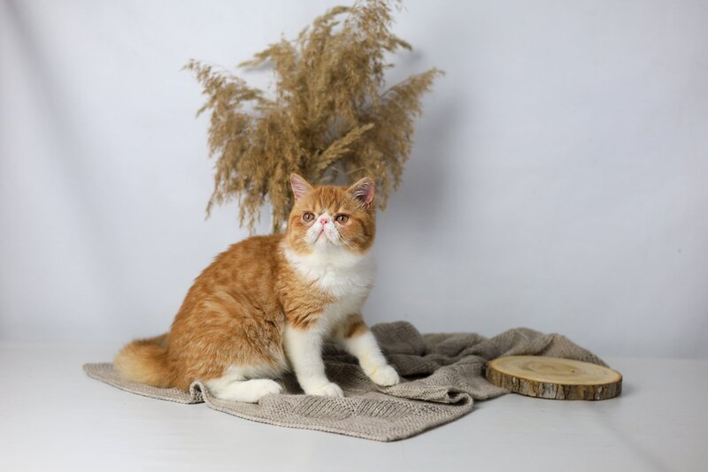 Oliver Exotic male, red bicolour tabby