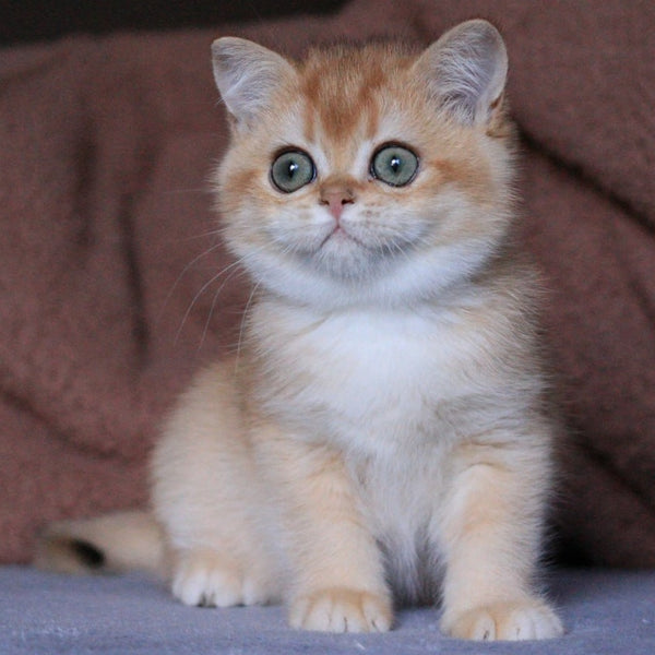 Ariel British Shorthair female, black golden chinchilla