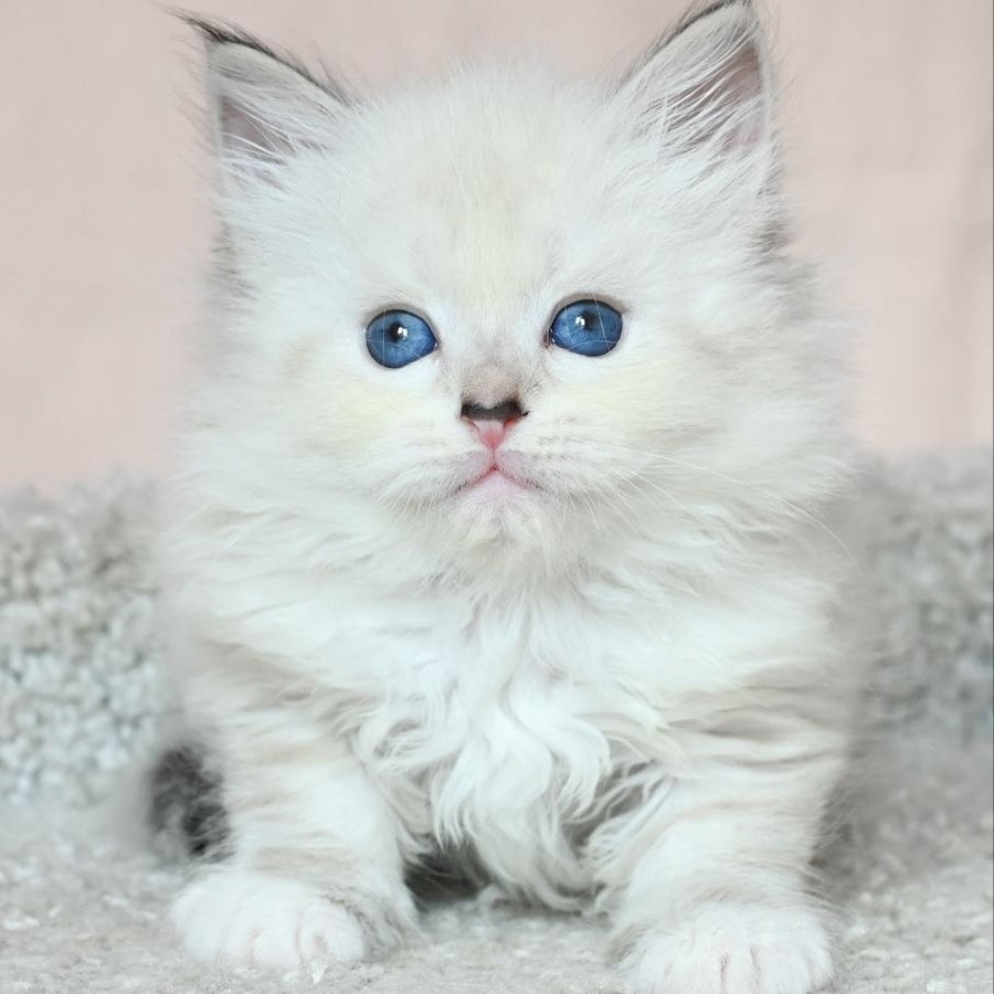 Lana Siberian female, black tabby pointed with white