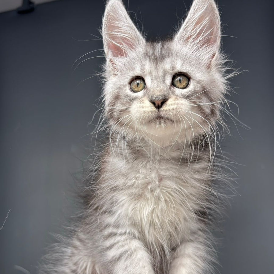Diana Maine Coon female, black silver spotted tabby