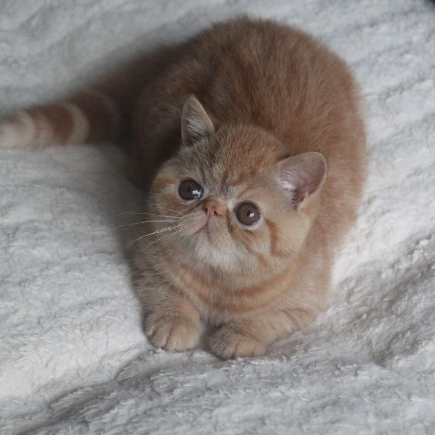 Centaur Exotic male, red tabby