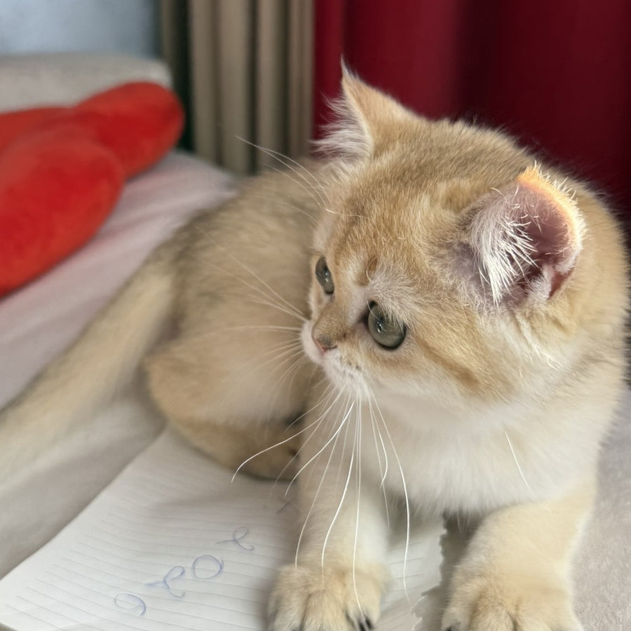 Elvira Scottish Straight female, black golden shaded