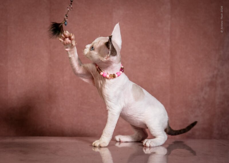 Luna Devon Rex female, black van pointed