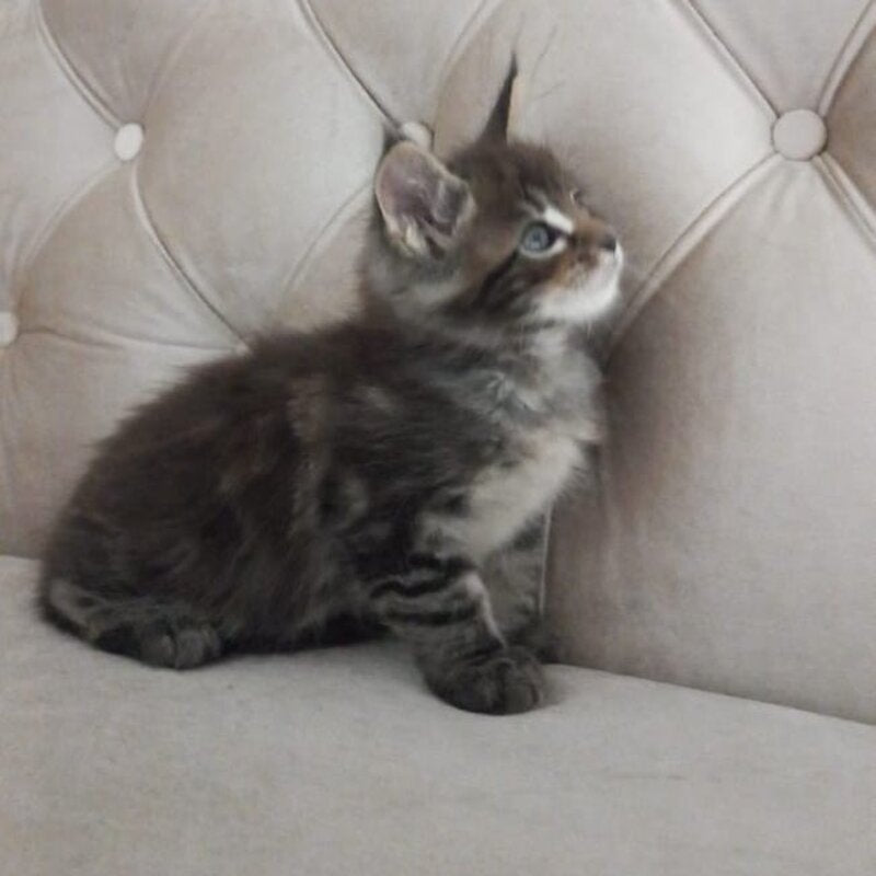 Norman Maine Coon male, black tabby