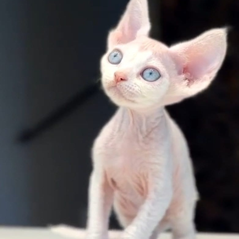 Snow Devon Rex female, white