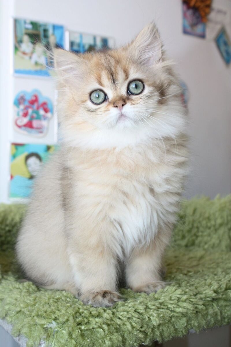 Erta Scottish Straight female, black ticked tabby