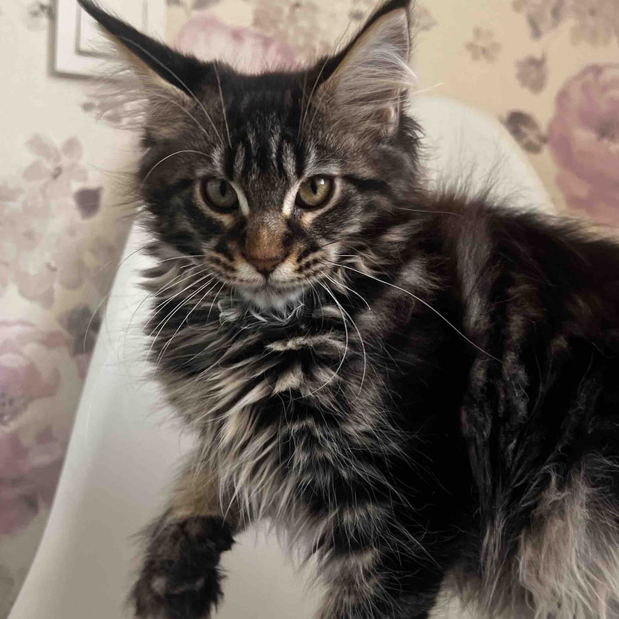 Sebastian Maine Coon male, black tabby